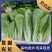 【实力】山东精品奶白菜，电商货源充足，量大从优，欢迎采购