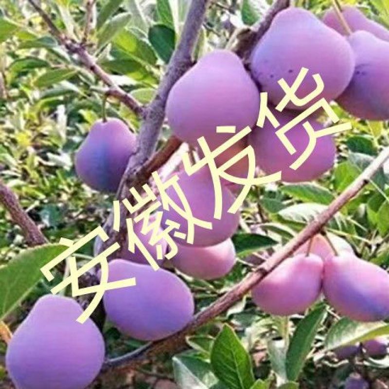新品种特大嫁接李子树苗蜂糖李子树苗盆载四季可种当年结果