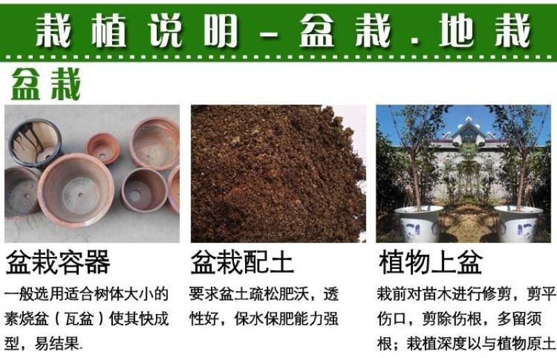 新品种特大嫁接李子树苗蜂糖李子树苗盆载四季可种当年结果