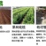 新品种特大嫁接李子树苗蜂糖李子树苗盆载四季可种当年结果