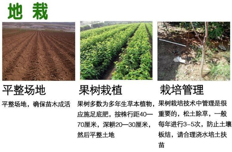 新品种特大嫁接李子树苗蜂糖李子树苗盆载四季可种当年结果