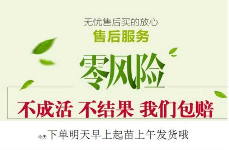 新品种特大嫁接李子树苗蜂糖李子树苗盆载四季可种当年结果