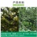 新品种特大嫁接李子树苗蜂糖李子树苗盆载四季可种当年结果