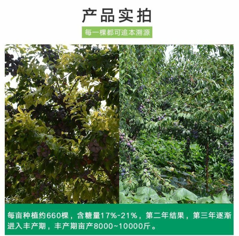 新品种特大嫁接李子树苗蜂糖李子树苗盆载四季可种当年结果