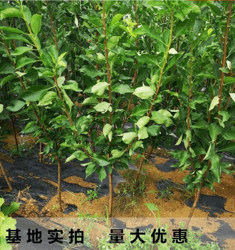 新品种特大嫁接李子树苗蜂糖李子树苗盆载四季可种当年结果