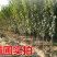新品种特大嫁接李子树苗蜂糖李子树苗盆载四季可种当年结果