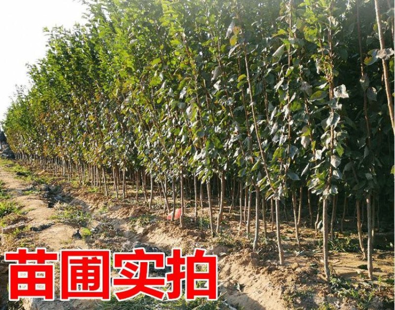 新品种特大嫁接李子树苗蜂糖李子树苗盆载四季可种当年结果
