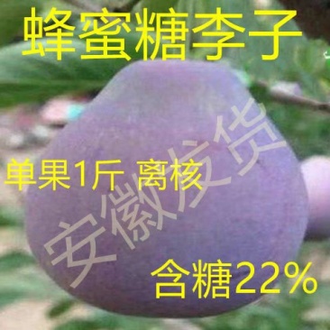 新品种特大嫁接李子树苗蜂糖李子树苗盆载四季可种当年结果