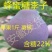 新品种特大嫁接李子树苗蜂糖李子树苗盆载四季可种当年结果