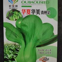 青梗菜种子矮脚上海青籽青梗菜种子油菜籽四季蔬菜种子小青菜