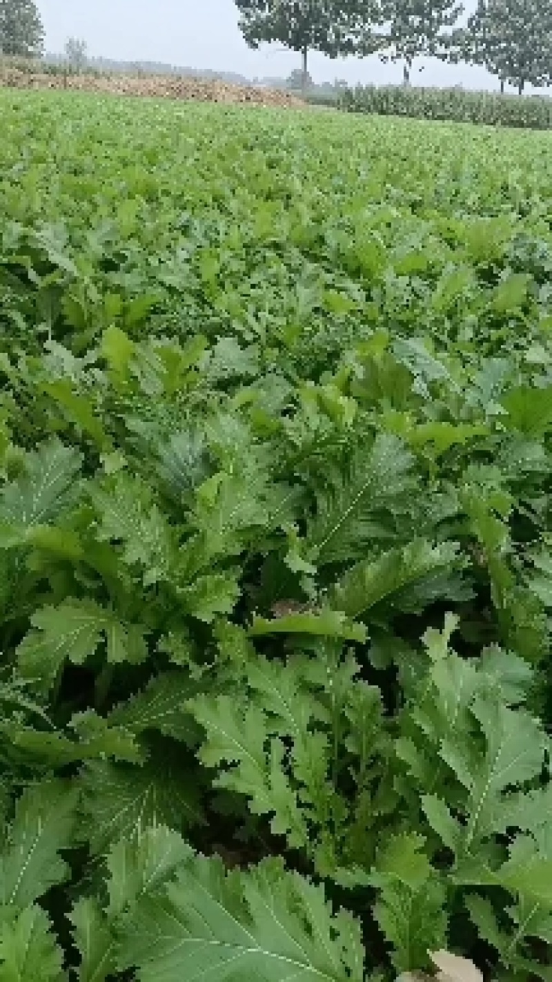 雪里红芥菜，诚实合作共贏，适合菜市场和超市或菜厂醃製。