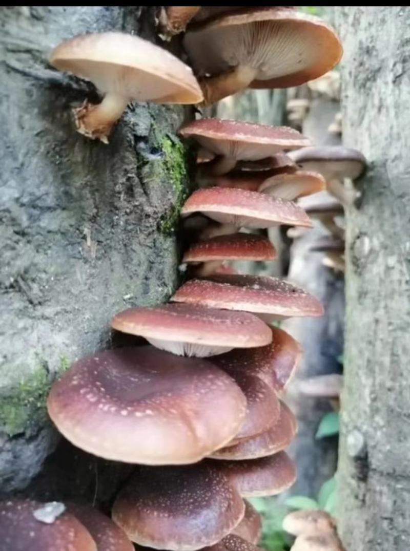 贵州林下马桑菌大量上市
