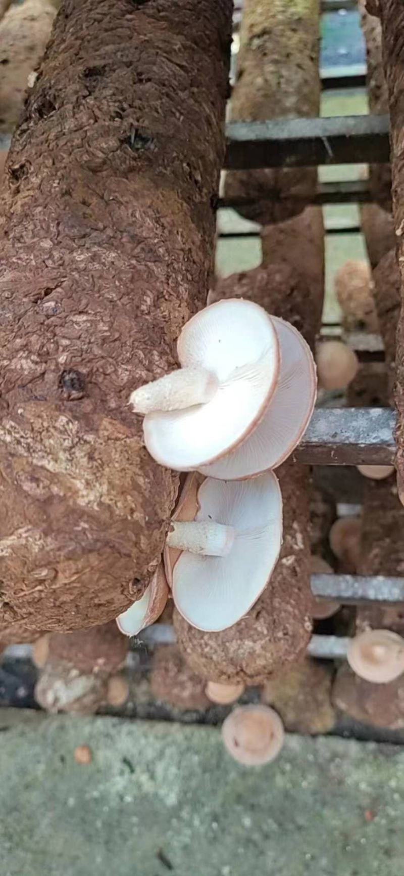 贵州林下马桑菌大量上市
