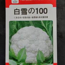耐寒白花菜种籽白雪100天花菜白菜花椰菜种子高产大田