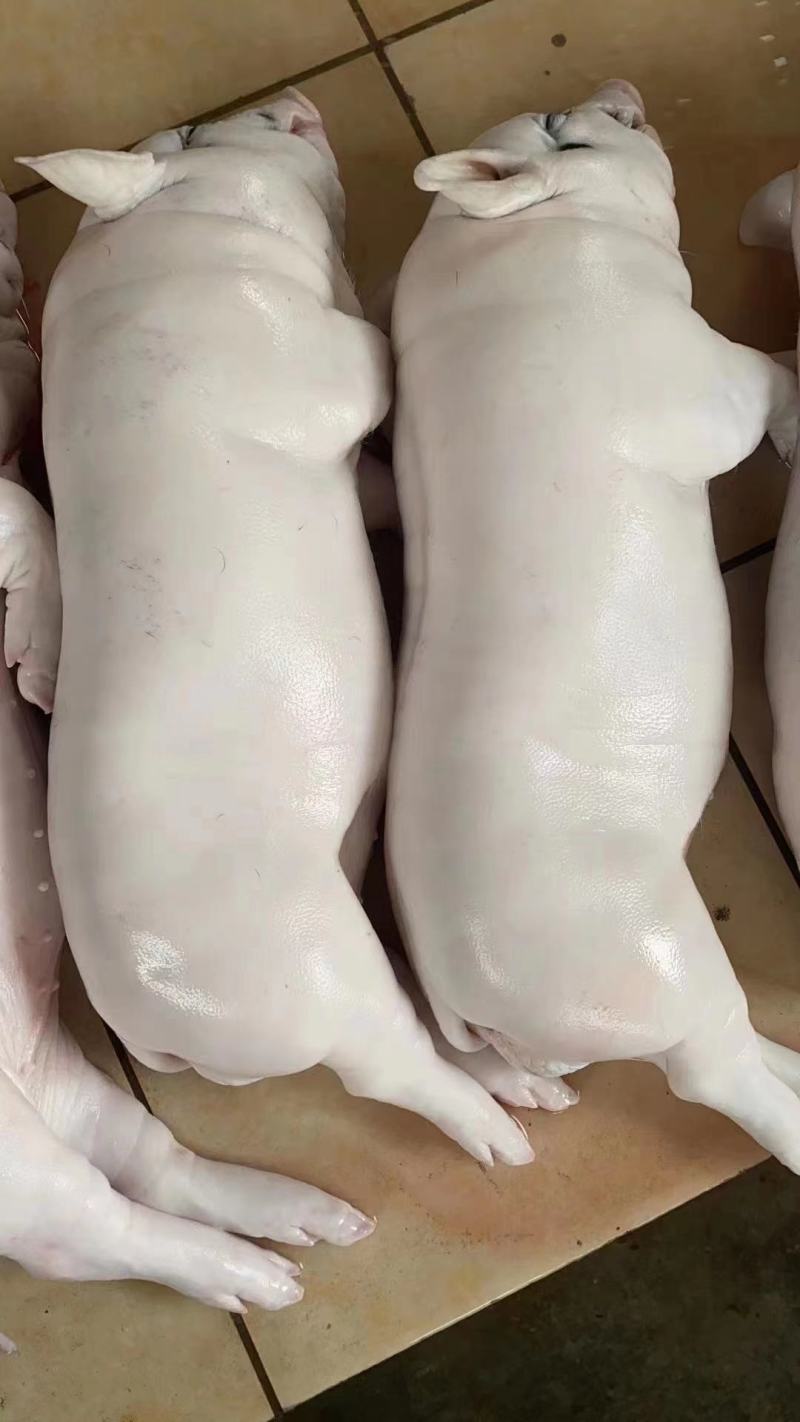 新鲜乳猪、花猪