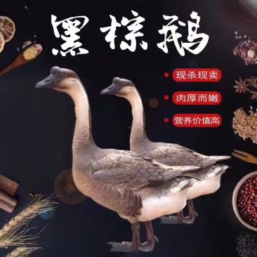 新鲜黑棕鹅