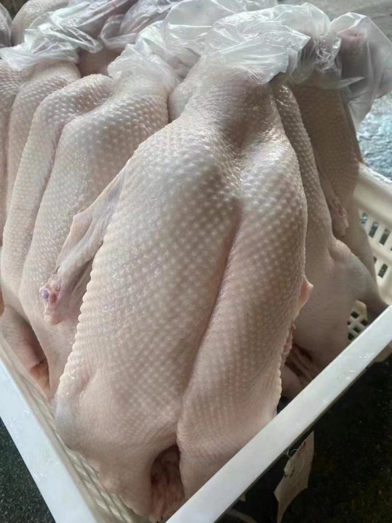 新鲜黑棕鹅