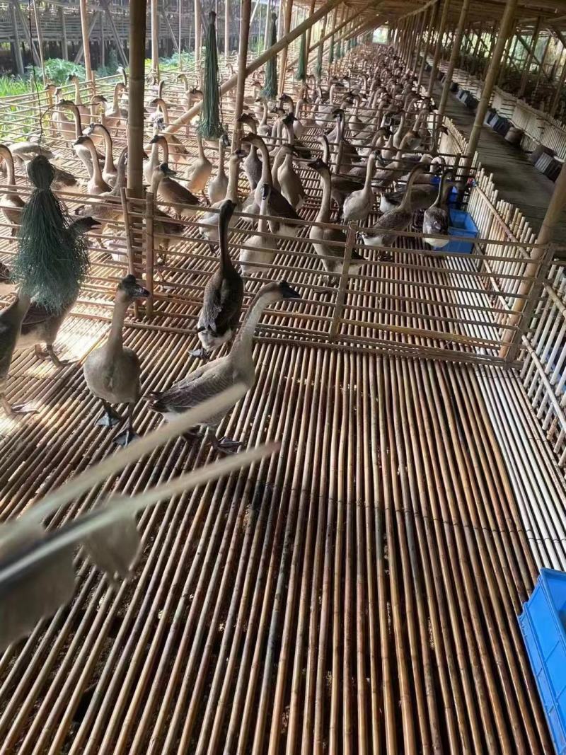 新鲜黑棕鹅