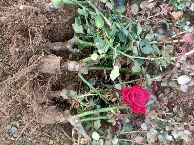 云南大花月季玫瑰2到3年老桩批发，可以直接上工地上盆