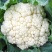 耐寒白花菜种籽白雪100天花菜白菜花椰菜种子高产大田