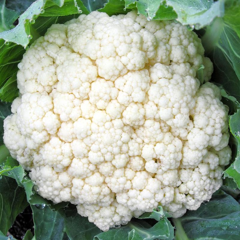 耐寒白花菜种籽白雪100天花菜白菜花椰菜种子高产大田
