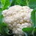 耐寒白花菜种籽白雪100天花菜白菜花椰菜种子高产大田