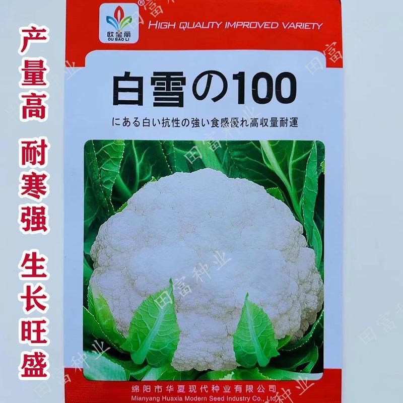 耐寒白花菜种籽白雪100天花菜白菜花椰菜种子高产大田