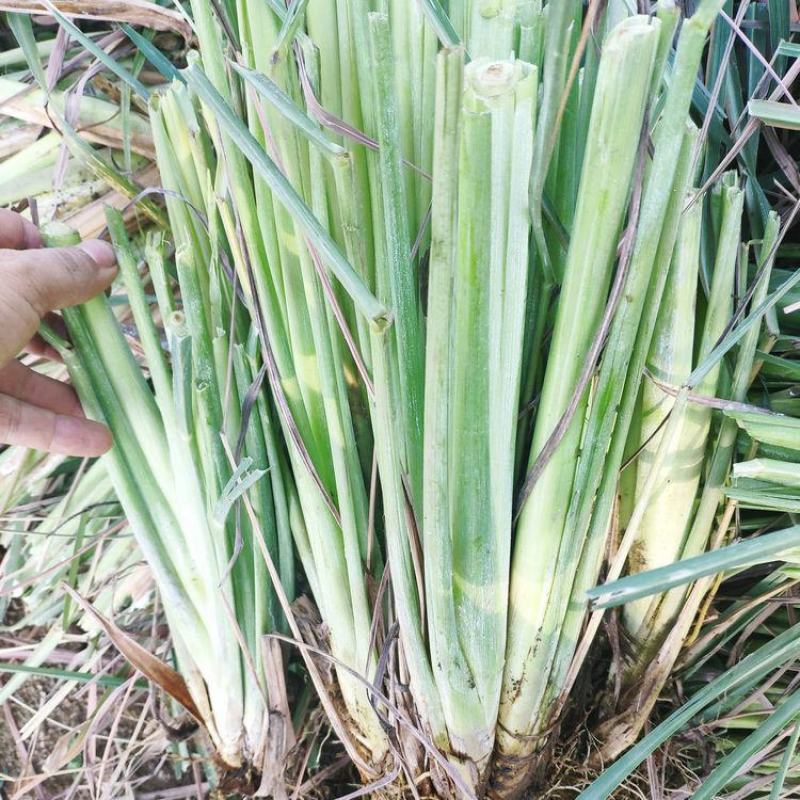 广西香茅草香茅柠檬香茅草香茅苗批发供应冬阴功火锅奶茶专用