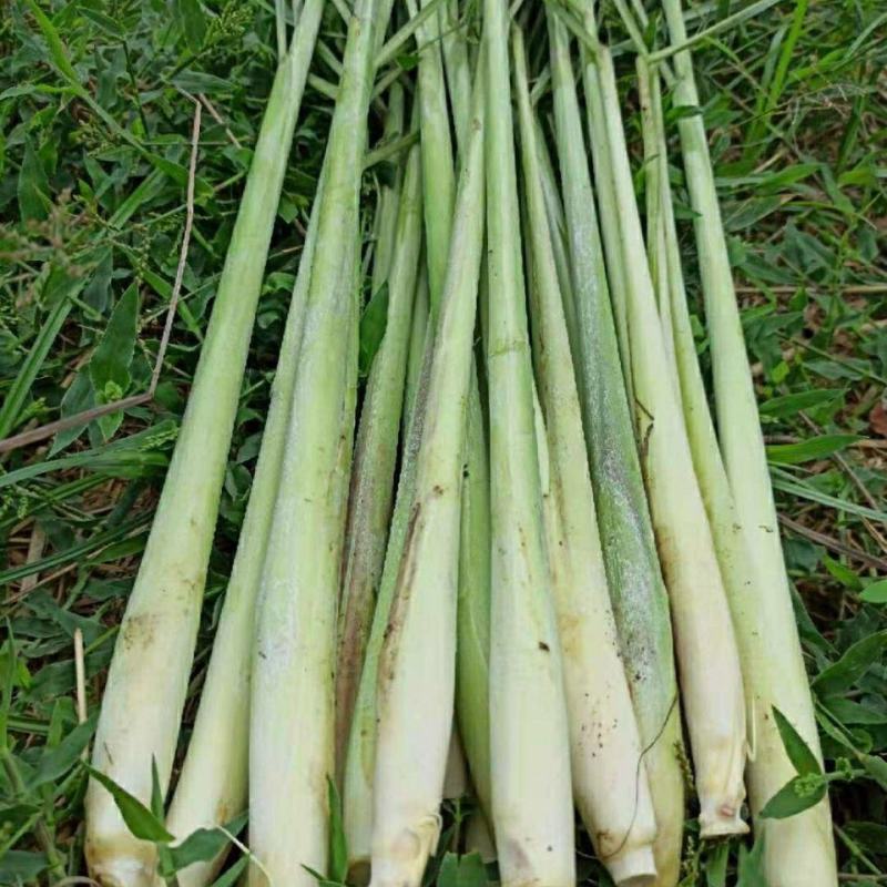 广西香茅草香茅柠檬香茅草香茅苗批发供应冬阴功火锅奶茶专用