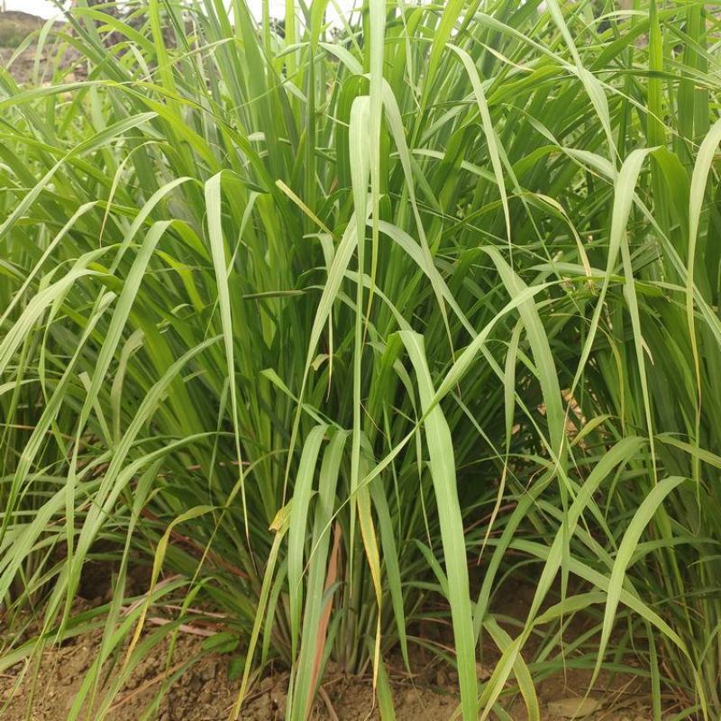广西香茅草香茅柠檬香茅草香茅苗批发供应冬阴功火锅奶茶专用