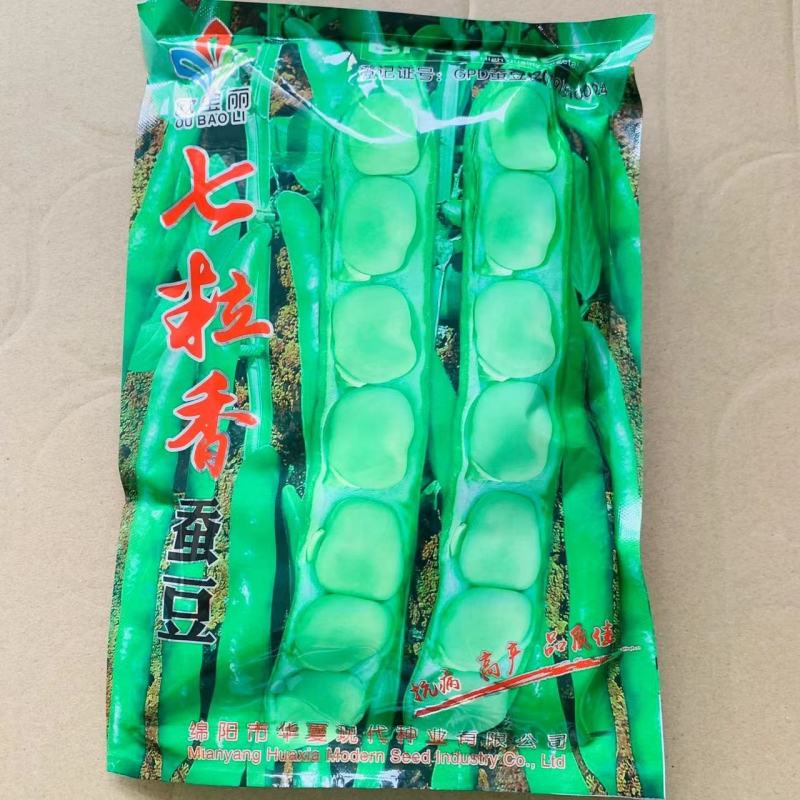 七粒香大蚕豆种子荚长大粒型胡豆种籽抗病高产口感好蚕豆种子
