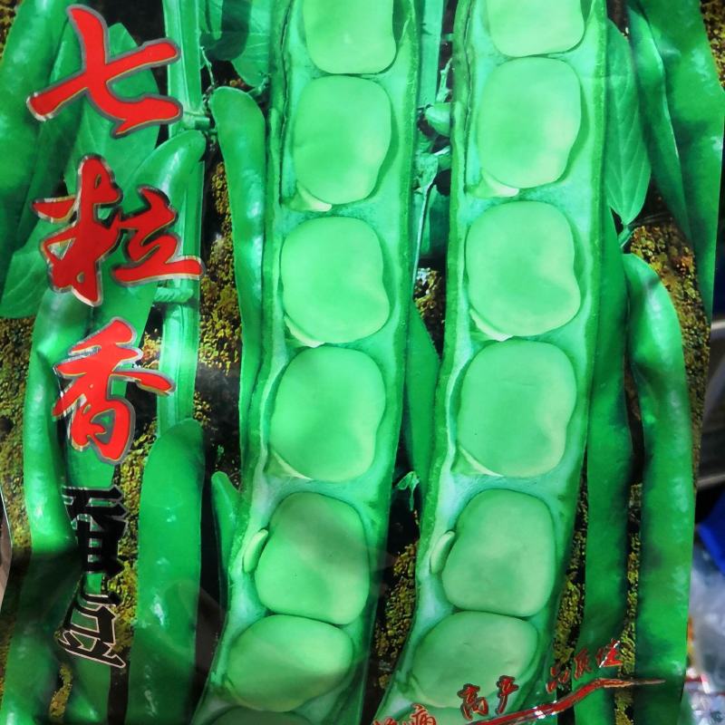 七粒香大蚕豆种子荚长大粒型胡豆种籽抗病高产口感好蚕豆种子