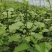 推荐优质钦密9号黄金百香果嫁接苗价格优惠，欢迎进店联系
