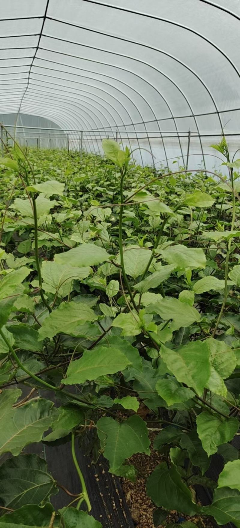 推荐优质钦密9号黄金百香果嫁接苗价格优惠，欢迎进店联系
