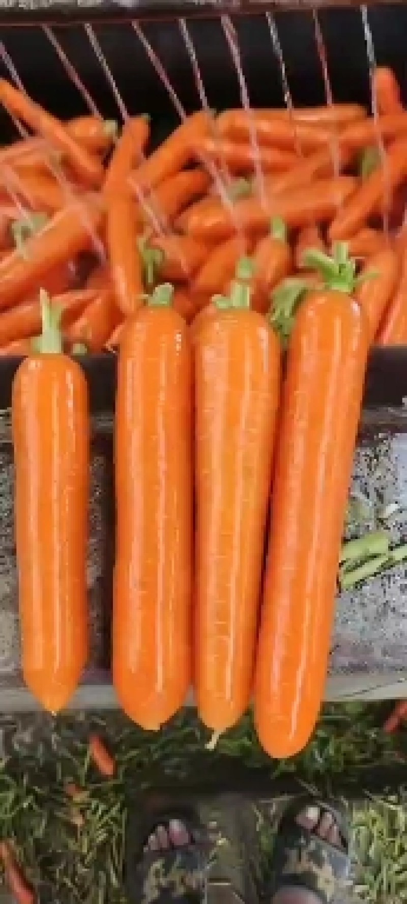 大家好！这是我们家里自己种植的大红一首货源！对接电商超市