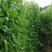 软荚荷兰豆种子春夏秋四季播种大荚菜豆豌豆豆角种籽农家蔬菜