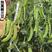 软荚荷兰豆种子春夏秋四季播种大荚菜豆豌豆豆角种籽农家蔬菜