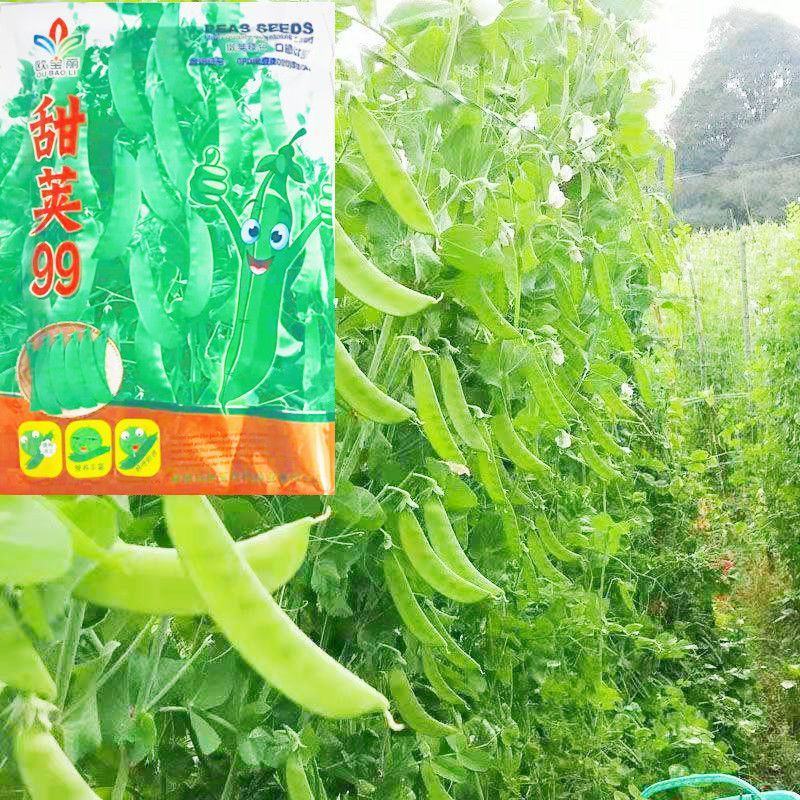 软荚荷兰豆种子春夏秋四季播种大荚菜豆豌豆豆角种籽农家蔬菜