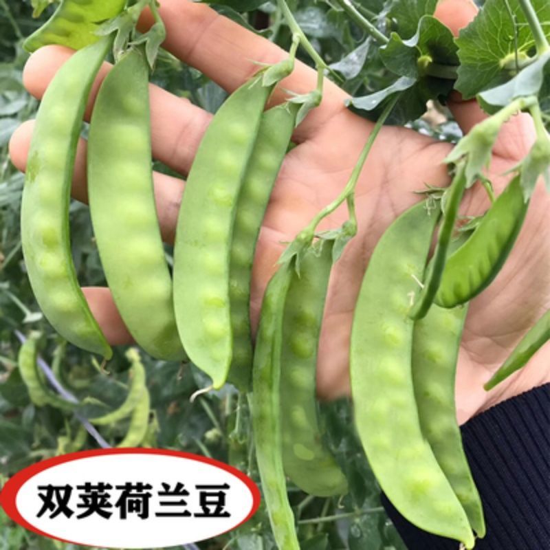 软荚荷兰豆种子春夏秋四季播种大荚菜豆豌豆豆角种籽农家蔬菜