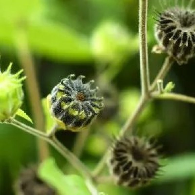 广东磨盘草，磨盘子，纯野生山药，粤西山药