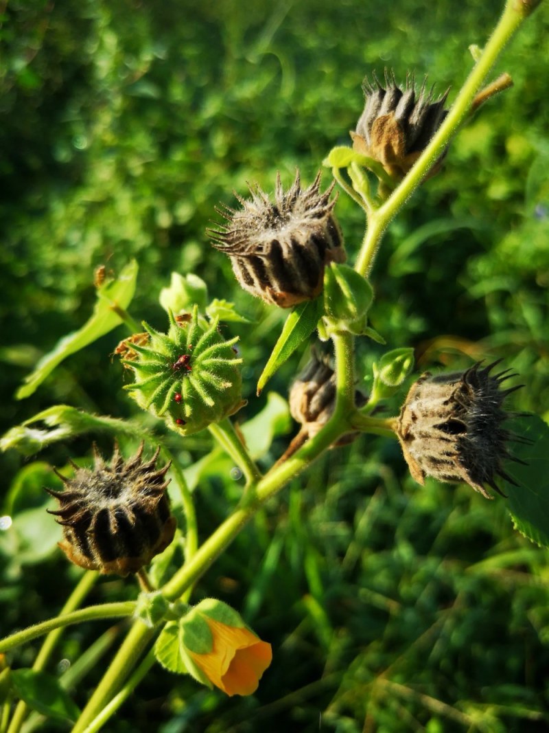 广东磨盘草，磨盘子，纯野生山药，粤西山药