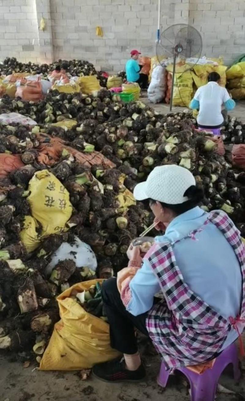 广西槟榔芋头，荔浦香芋，槟榔芋，价格便宜，诚信招老板