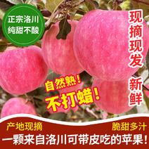 （应季）洛川苹果红富士苹果新鲜礼盒团购现摘现发10斤包邮