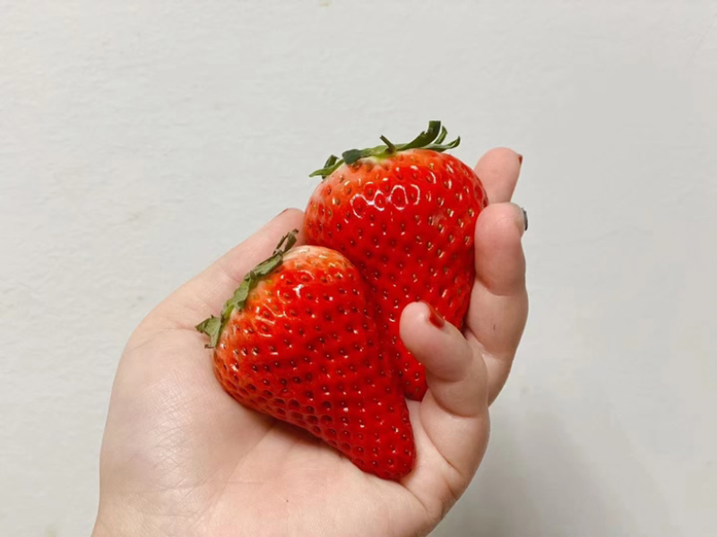 电商优选丹东红颜九九牛奶草莓精品真空包装一件代发
