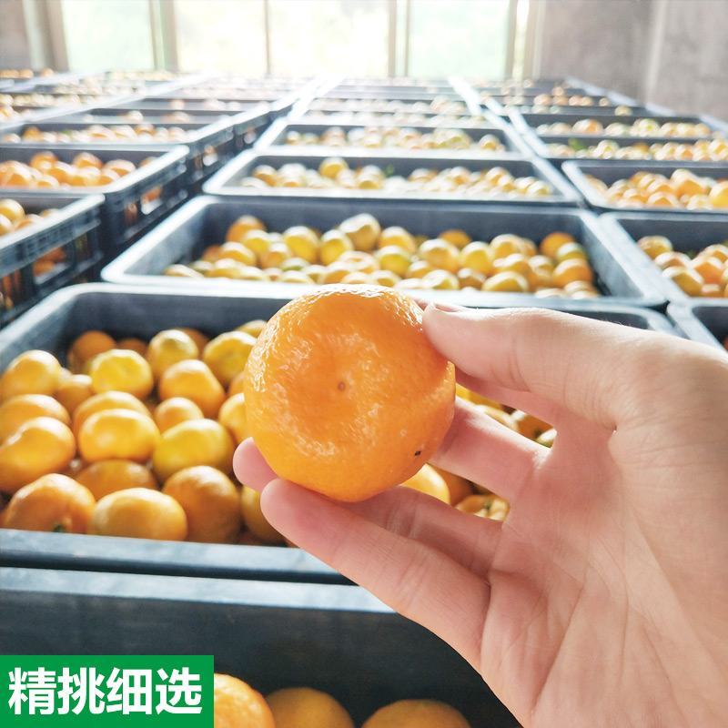 南丰蜜橘