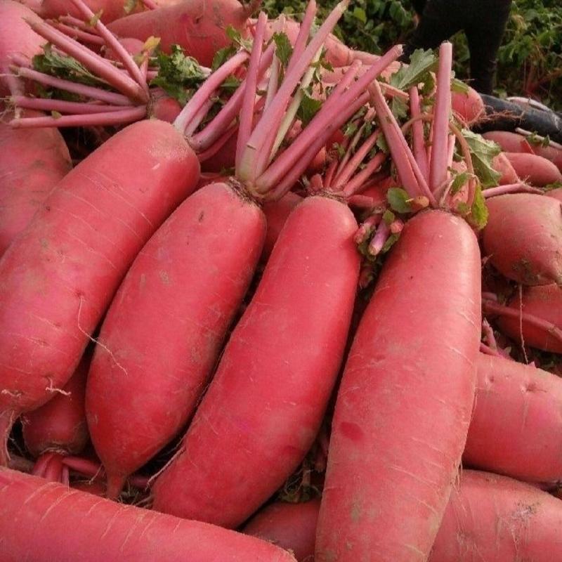 双红一号萝卜种子特耐热特早熟红皮白肉萝卜一代杂交种