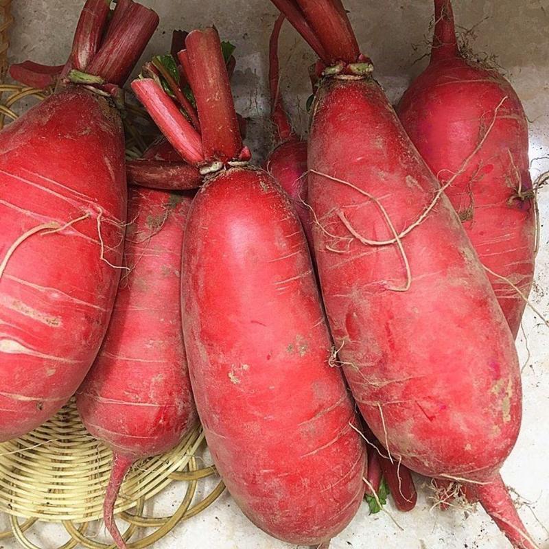 双红一号萝卜种子特耐热特早熟红皮白肉萝卜一代杂交种