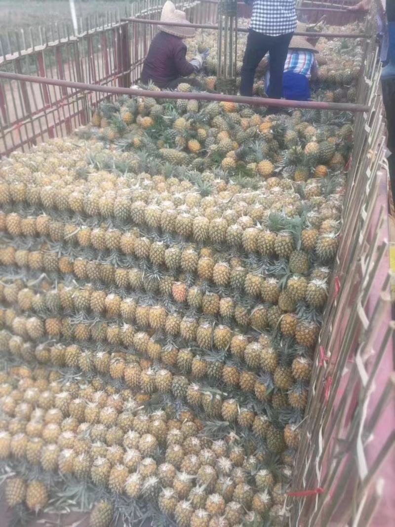 长期有货一手货源新鲜菠萝