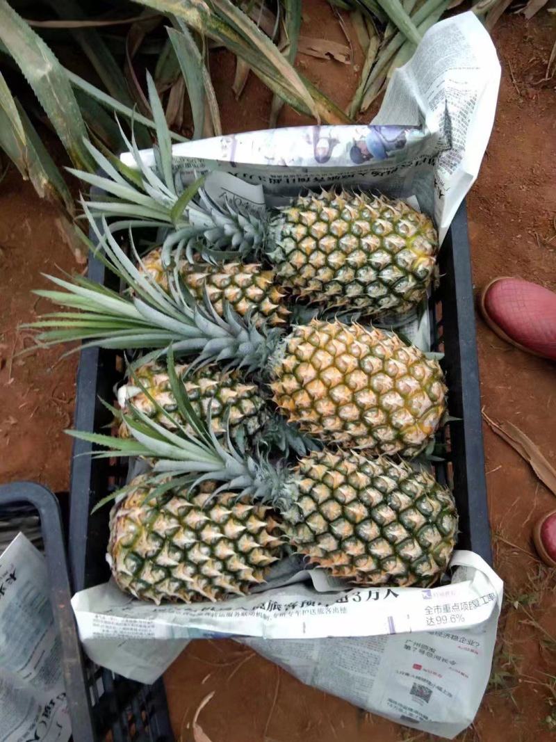 长期有货一手货源新鲜菠萝