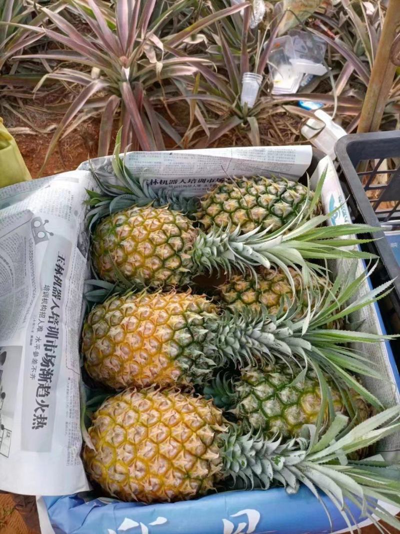 长期有货一手货源新鲜菠萝